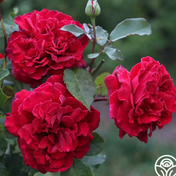 Heirloom Roses Velvet Fragrance