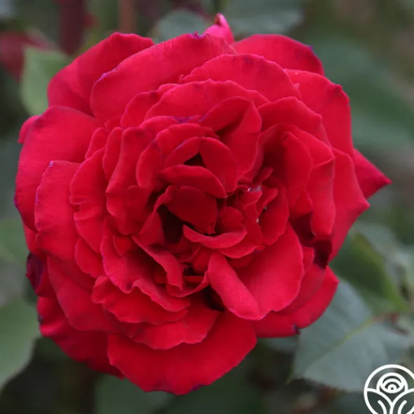 Heirloom Roses Velvet Fragrance