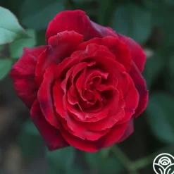 Heirloom Roses Velvet Fragrance