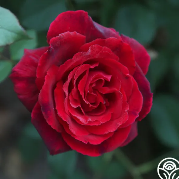 Heirloom Roses Velvet Fragrance
