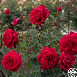 Heirloom Roses Velvet Fragrance