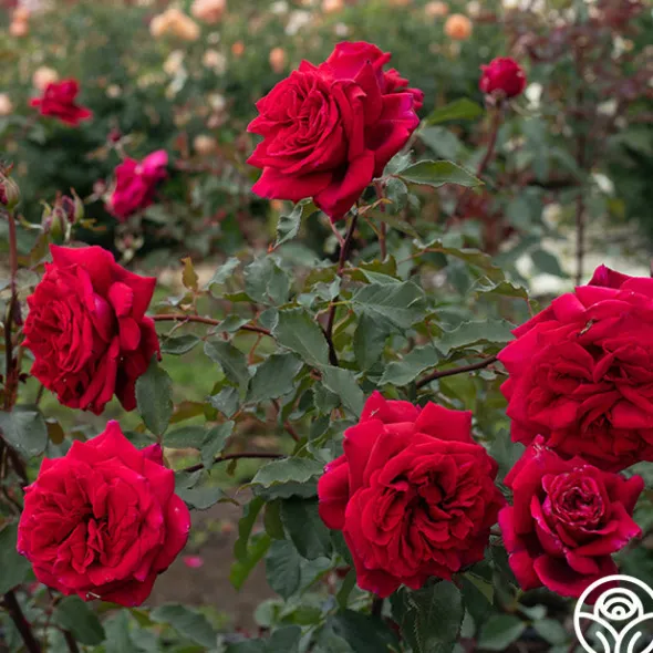 Heirloom Roses Velvet Fragrance
