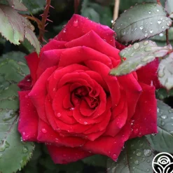 Heirloom Roses Velvet Fragrance