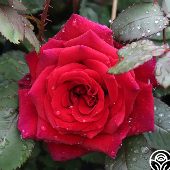Heirloom Roses Velvet Fragrance
