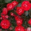 Heirloom Roses Veranda® Brilliant™