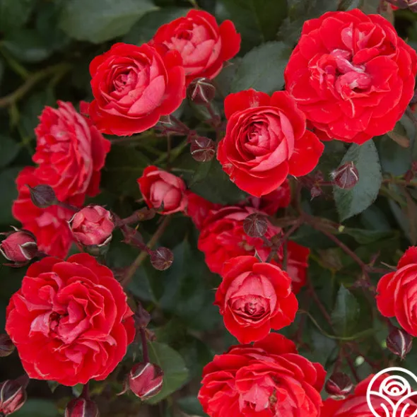 Heirloom Roses Veranda® Brilliant™