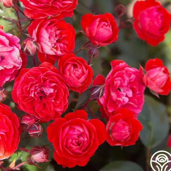 Heirloom Roses Veranda® Brilliant™