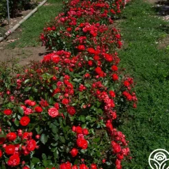 Heirloom Roses Veranda® Brilliant™