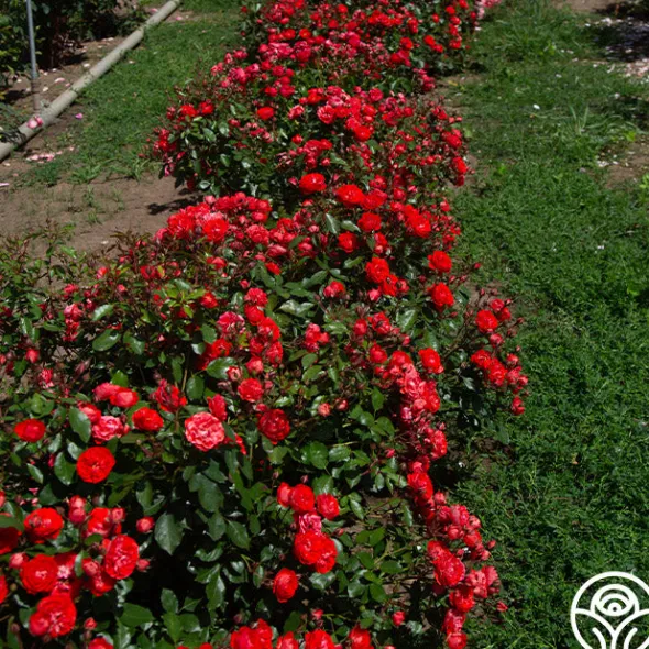Heirloom Roses Veranda® Brilliant™