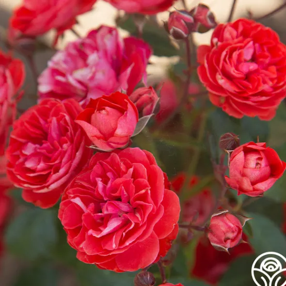 Heirloom Roses Veranda® Brilliant™