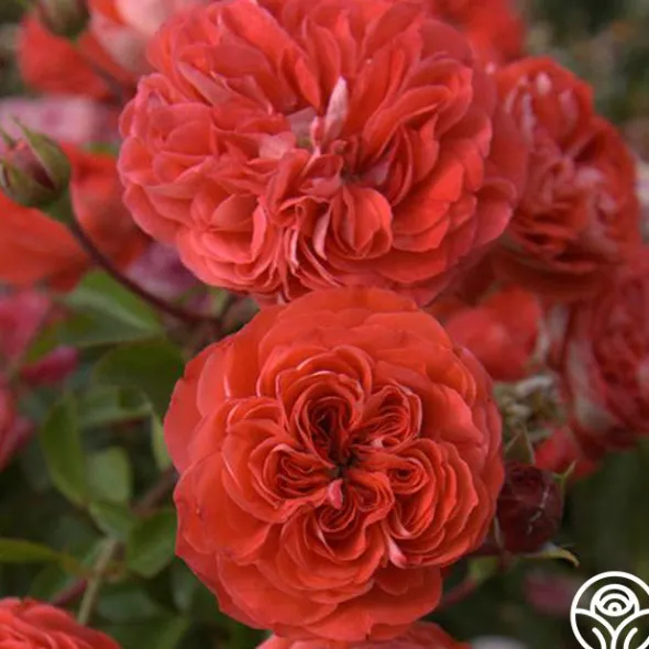 Heirloom Roses Veranda® Brilliant™