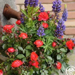 Heirloom Roses Veranda® Brilliant™