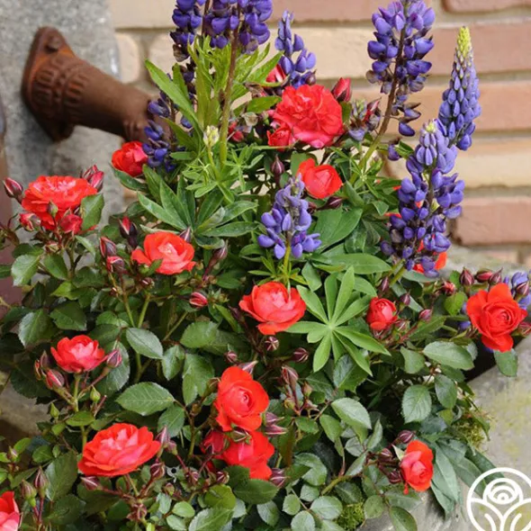 Heirloom Roses Veranda® Brilliant™