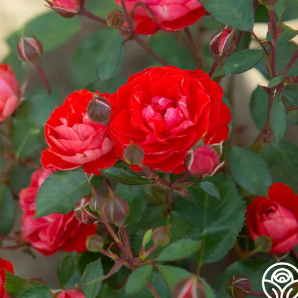 Heirloom Roses Veranda® Brilliant™