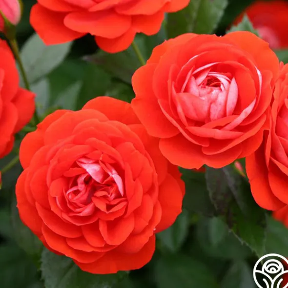 Heirloom Roses Veranda® Brilliant™
