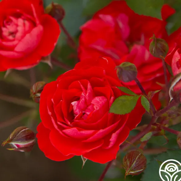 Heirloom Roses Veranda® Brilliant™