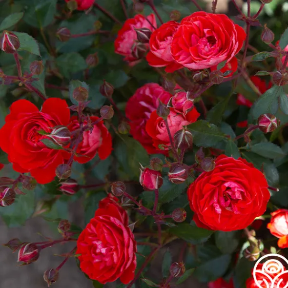 Heirloom Roses Veranda® Brilliant™