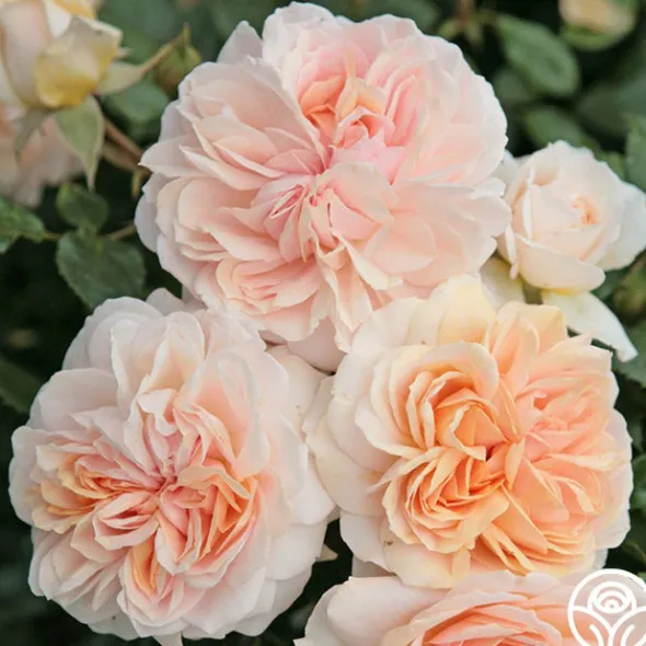 Heirloom Roses Veranda® Cream Online
