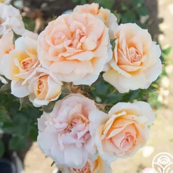 Heirloom Roses Veranda® Cream Online