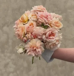Heirloom Roses Veranda® Cream Online