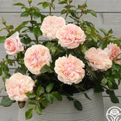 Heirloom Roses Veranda® Cream Online