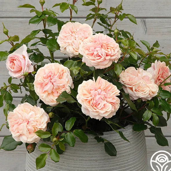 Heirloom Roses Veranda® Cream Online