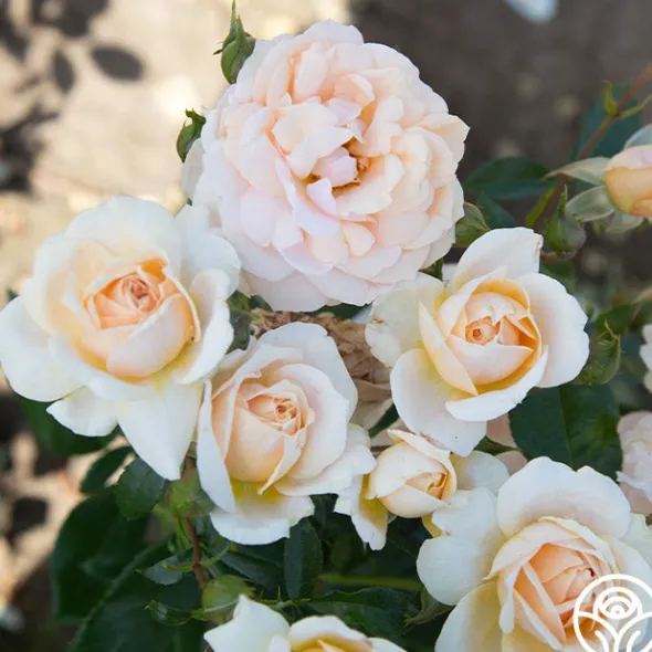 Heirloom Roses Veranda® Cream Online