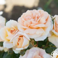 Heirloom Roses Veranda® Cream Online