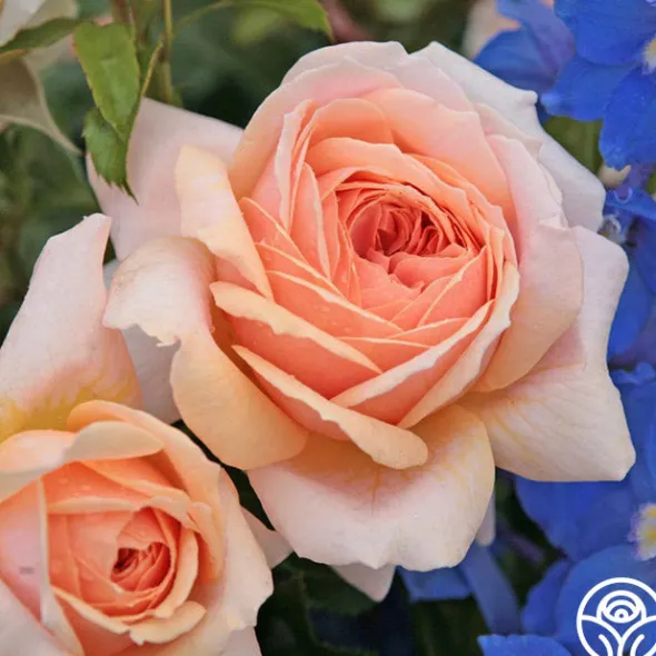 Heirloom Roses Veranda® Cream Online