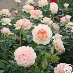 Heirloom Roses Veranda® Cream Online
