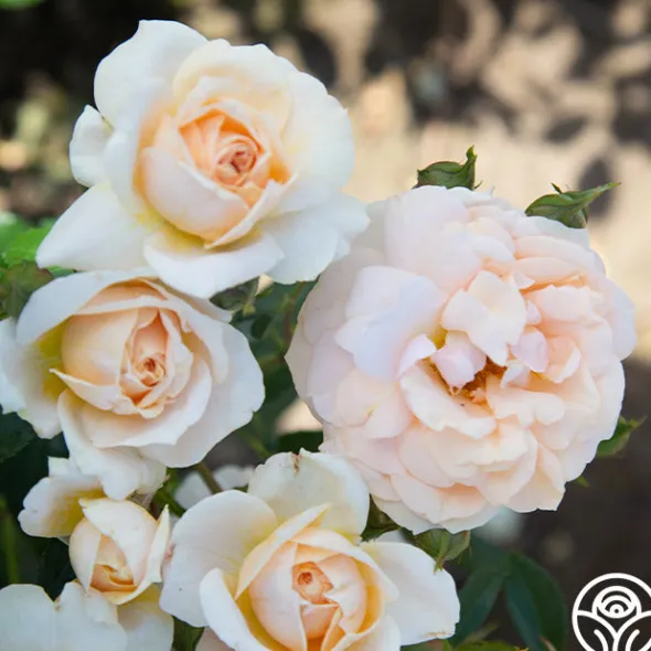 Heirloom Roses Veranda® Cream Online