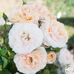 Heirloom Roses Veranda® Cream Online