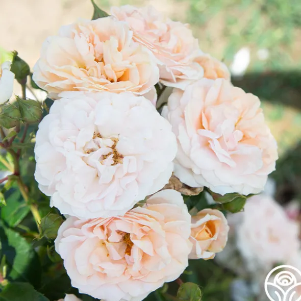 Heirloom Roses Veranda® Cream Online
