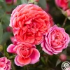 Heirloom Roses Veranda® Jolie Clearance
