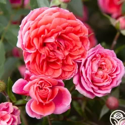 Heirloom Roses Veranda® Jolie Clearance