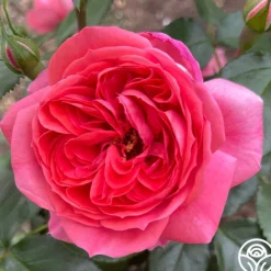 Heirloom Roses Veranda® Jolie Clearance