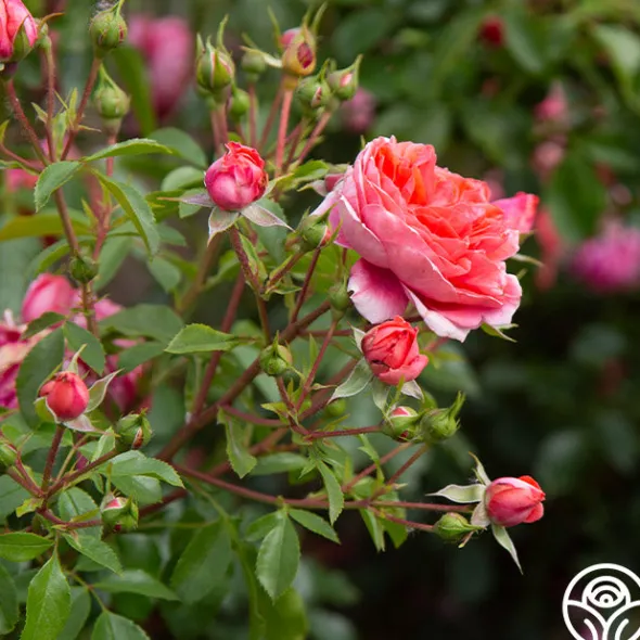 Heirloom Roses Veranda® Jolie Clearance