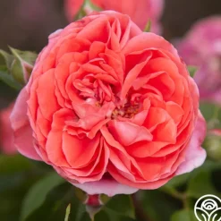 Heirloom Roses Veranda® Jolie Clearance