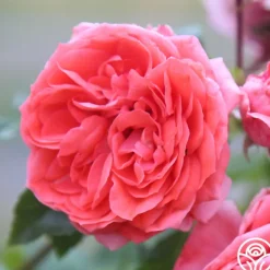 Heirloom Roses Veranda® Jolie Clearance