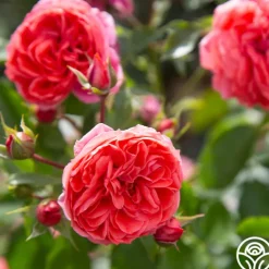 Heirloom Roses Veranda® Jolie Clearance