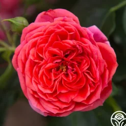 Heirloom Roses Veranda® Jolie Clearance
