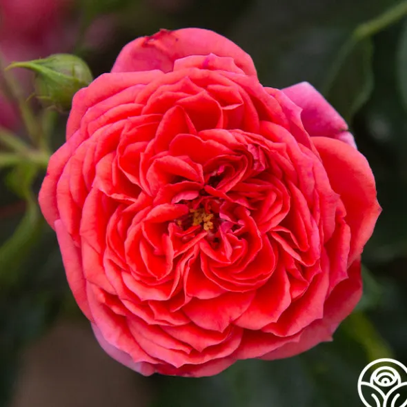Heirloom Roses Veranda® Jolie Clearance