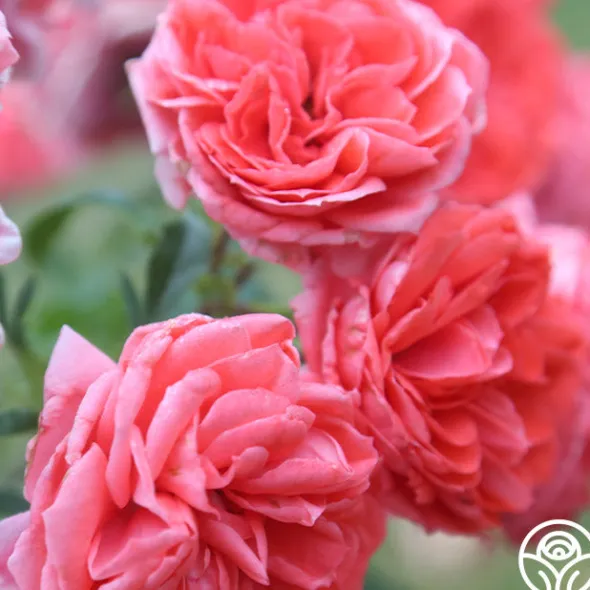 Heirloom Roses Veranda® Jolie Clearance