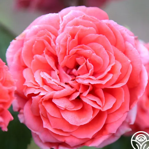 Heirloom Roses Veranda® Jolie Clearance