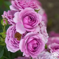 Heirloom Roses Veranda® Lavender Outlet