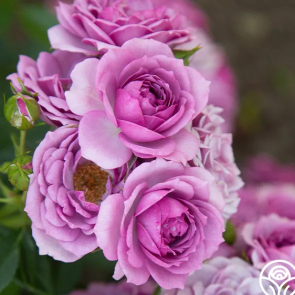Heirloom Roses Veranda® Lavender Outlet