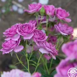 Heirloom Roses Veranda® Lavender Outlet