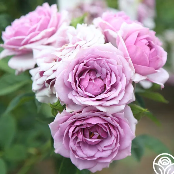 Heirloom Roses Veranda® Lavender Outlet