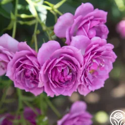 Heirloom Roses Veranda® Lavender Outlet