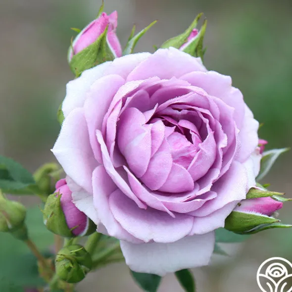 Heirloom Roses Veranda® Lavender Outlet